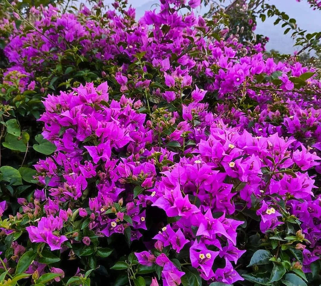 Close-up of Purple Star Bougainvillea
