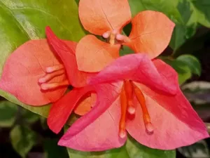 Close-up of Rainbow veriegated Bougainvillea