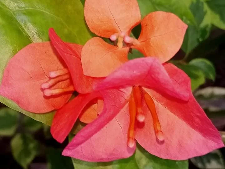 Close-up of Rainbow veriegated Bougainvillea