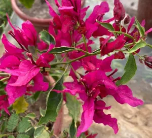 Close-up of Red Butterfly Bougainvillea