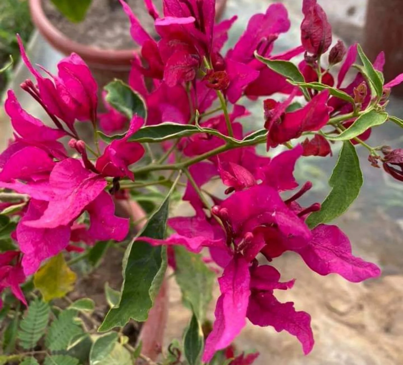 Close-up of Red Butterfly Bougainvillea