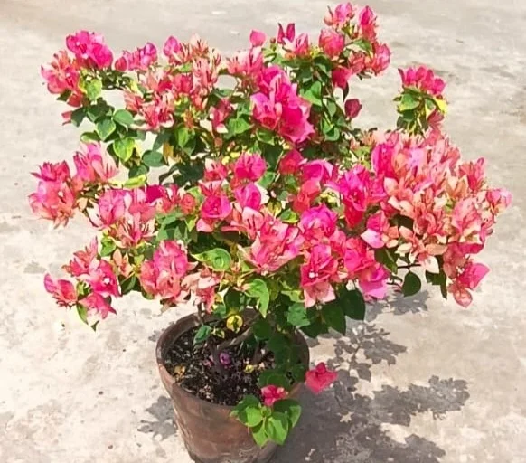 Close-up of Red September Bougainvillea