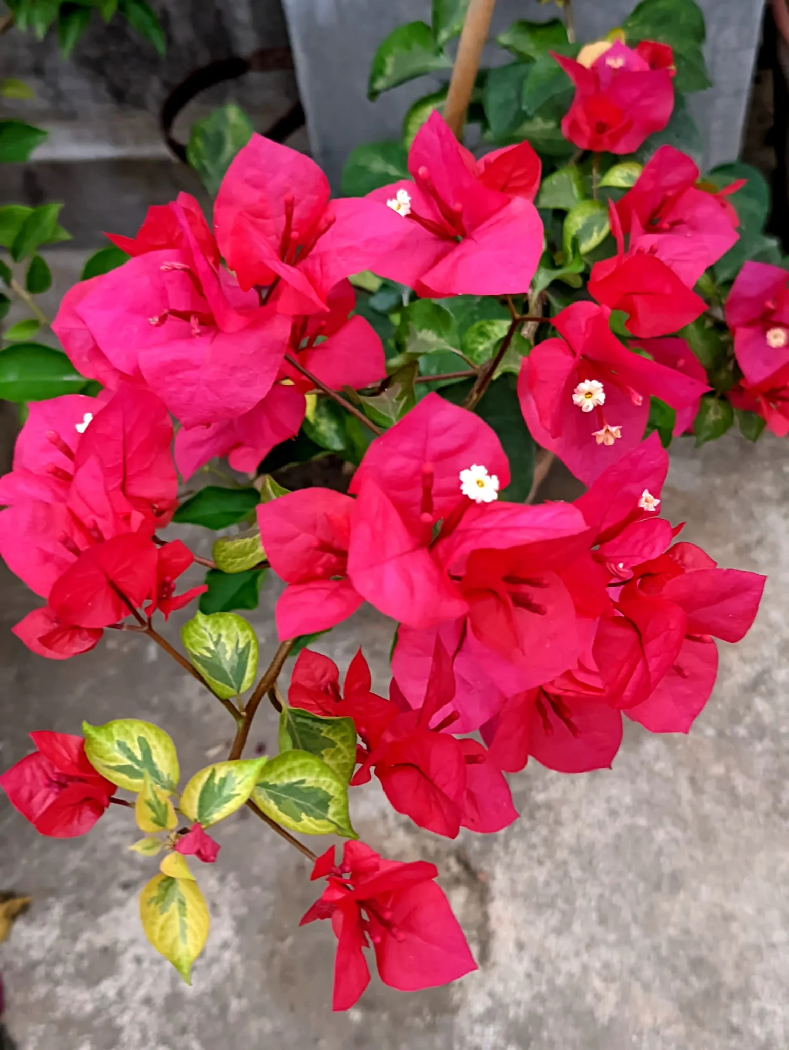 Close-up of Royal Duphyne Bougainvillea