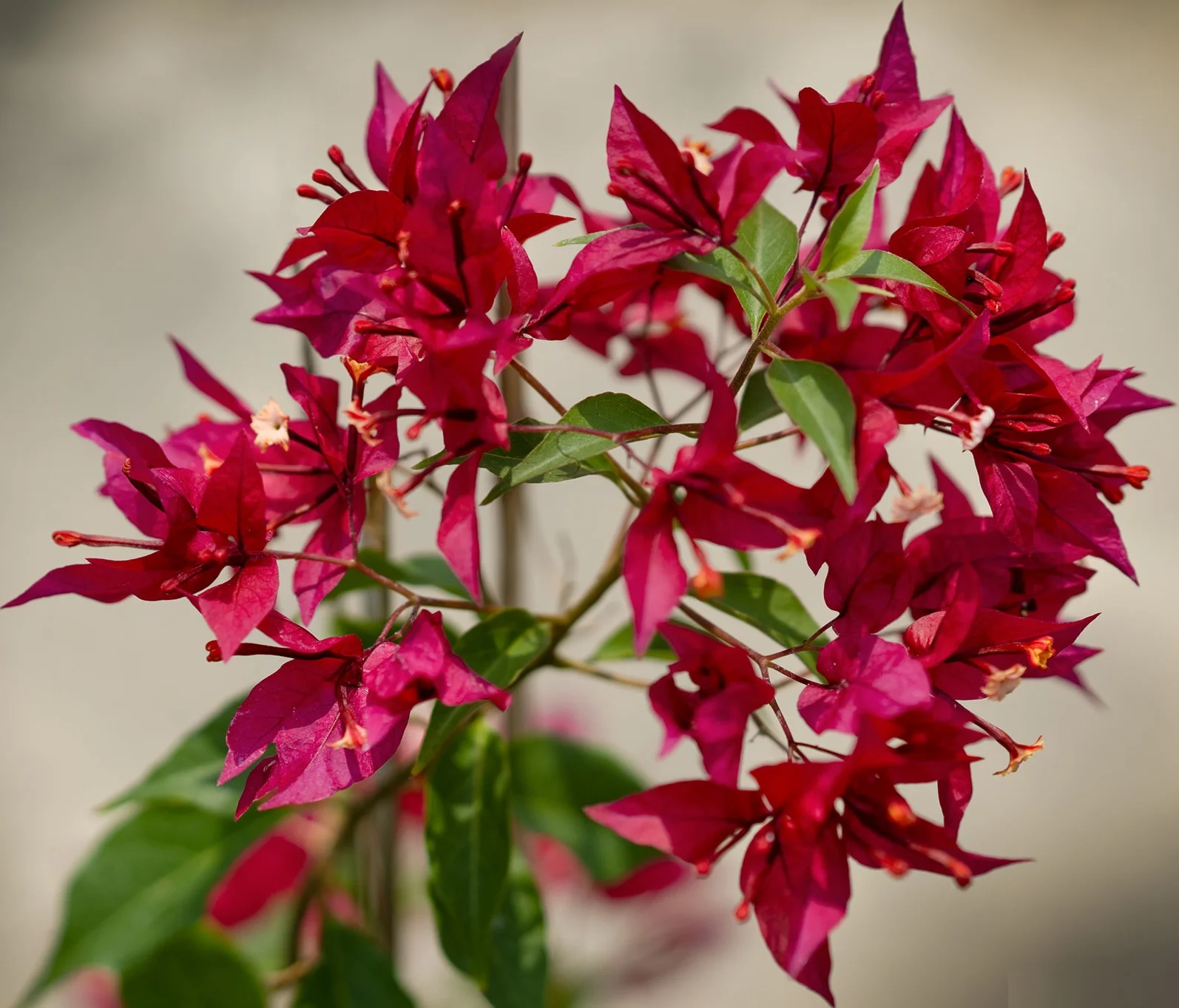 Close-up of Ruby Bougainvillea