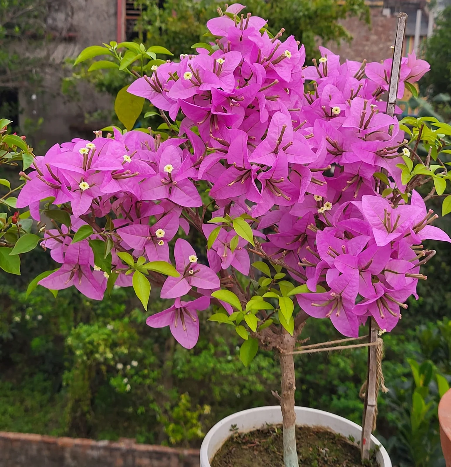 Close-up of Silhouette Bougainvillea