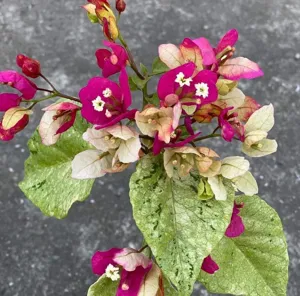 Close-up of Silver Chitra Bougainvillea