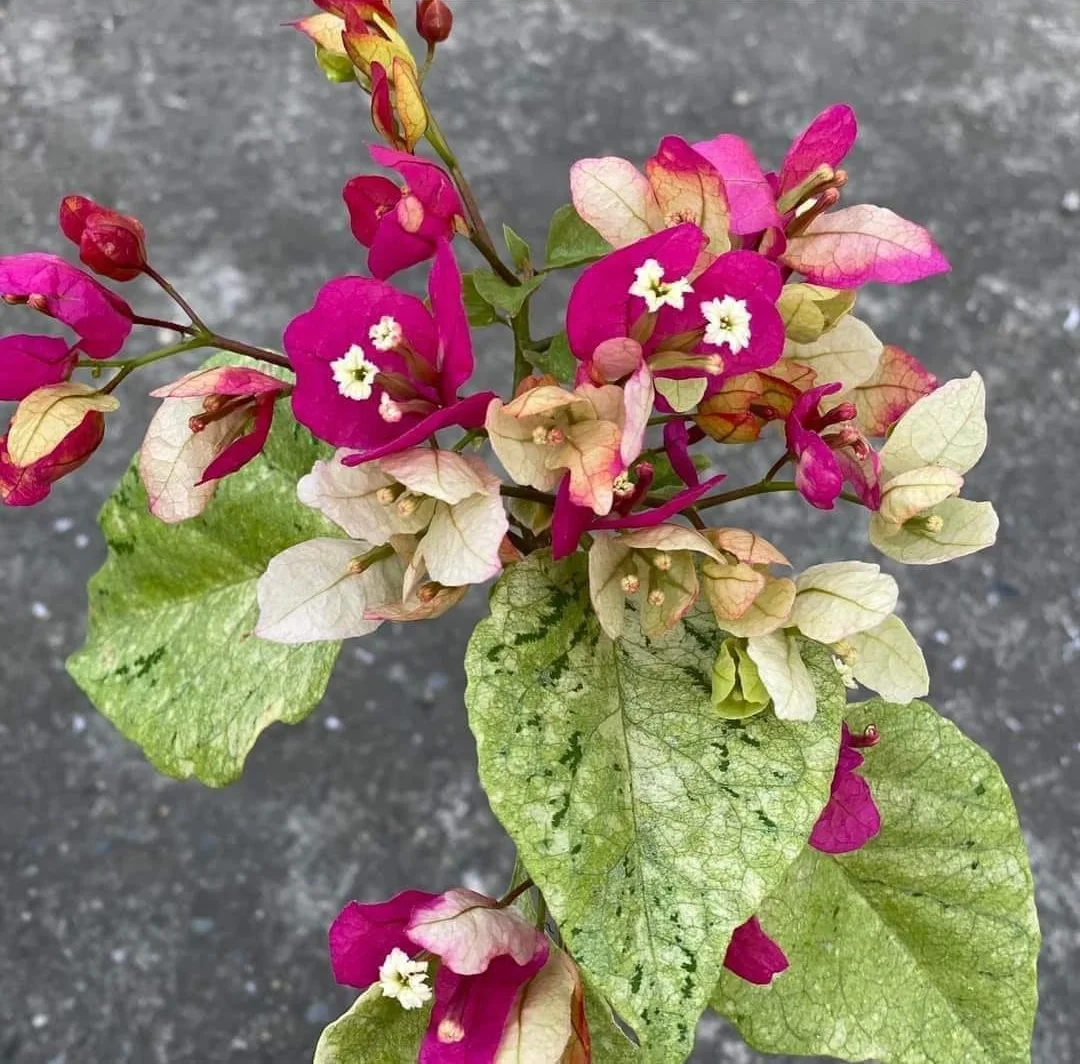 Close-up of Silver Chitra Bougainvillea