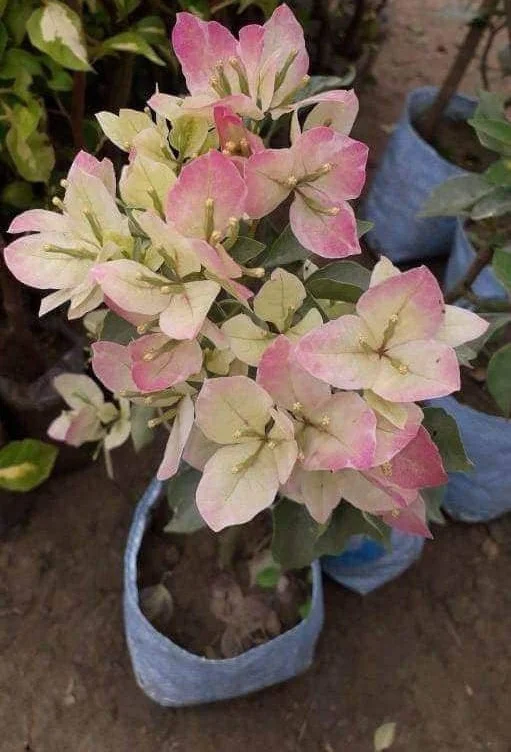 Close-up of Silver Delight Bougainvillea