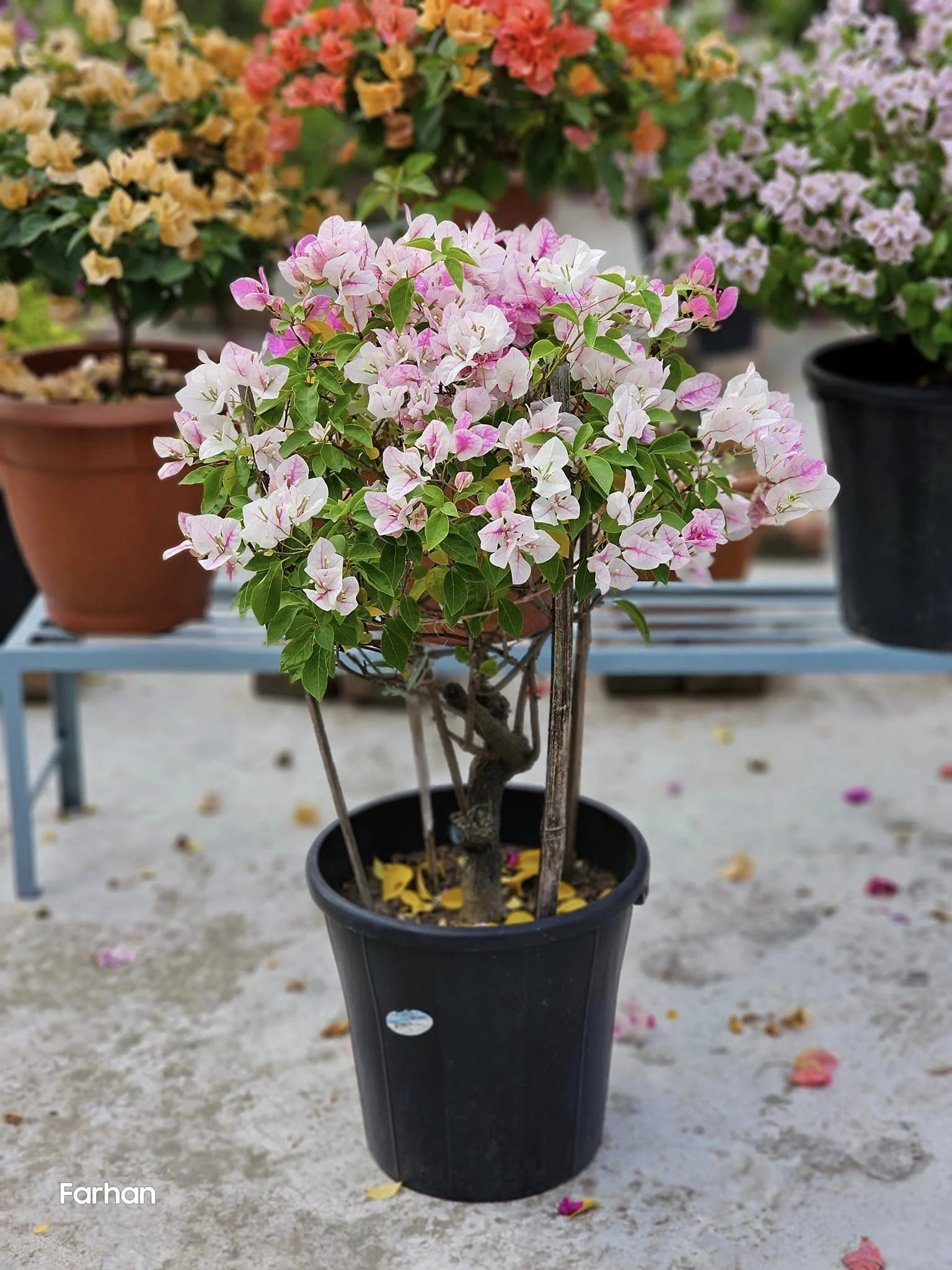 Close-up of Splash Bougainvillea
