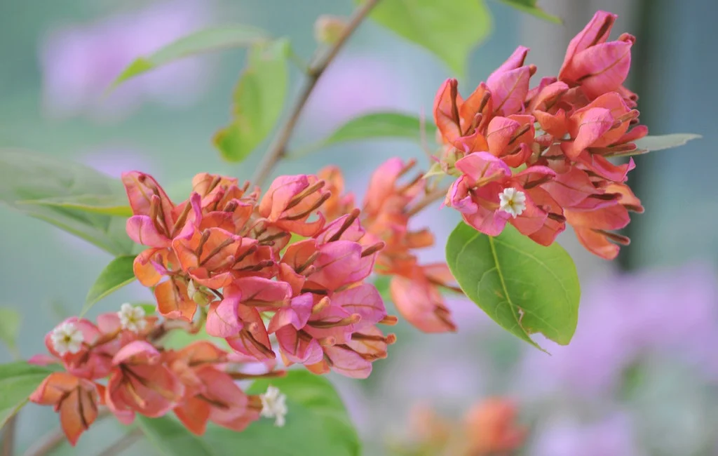 Close-up of Tanglong Light Pink Bougainvillea