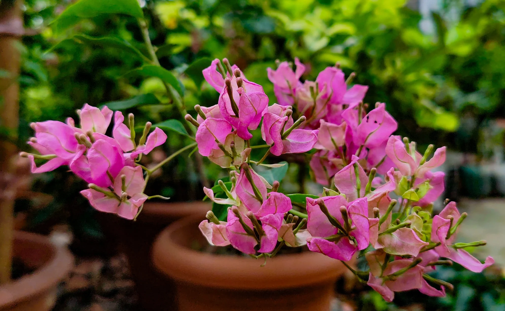 Close-up of Tanglong Pink Bougainvillea