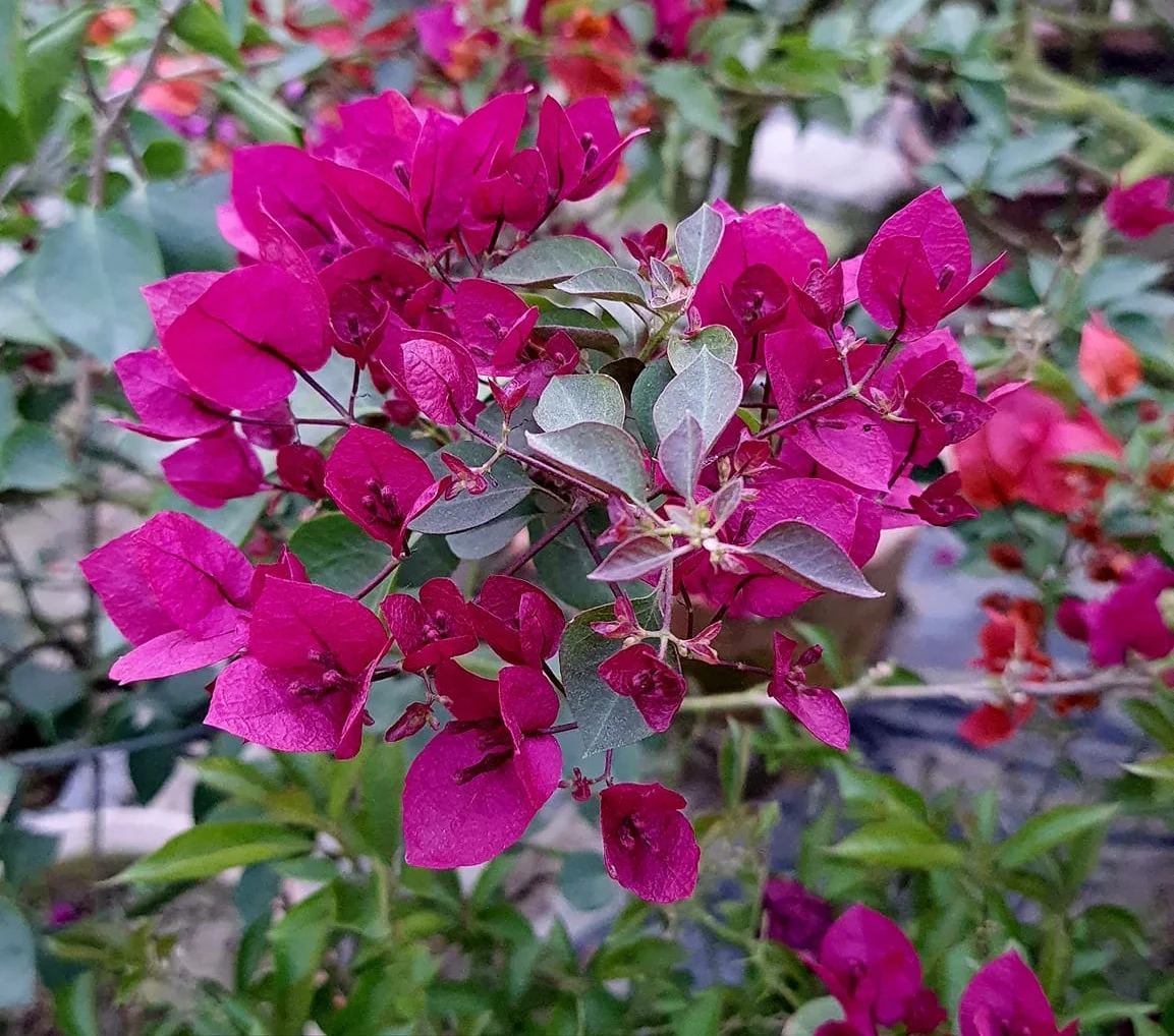 Close-up of Thai Rani Bougainvillea