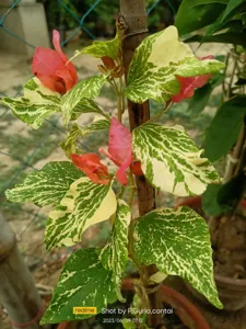 Close-up of Tiger Marble Orange Bougainvillea