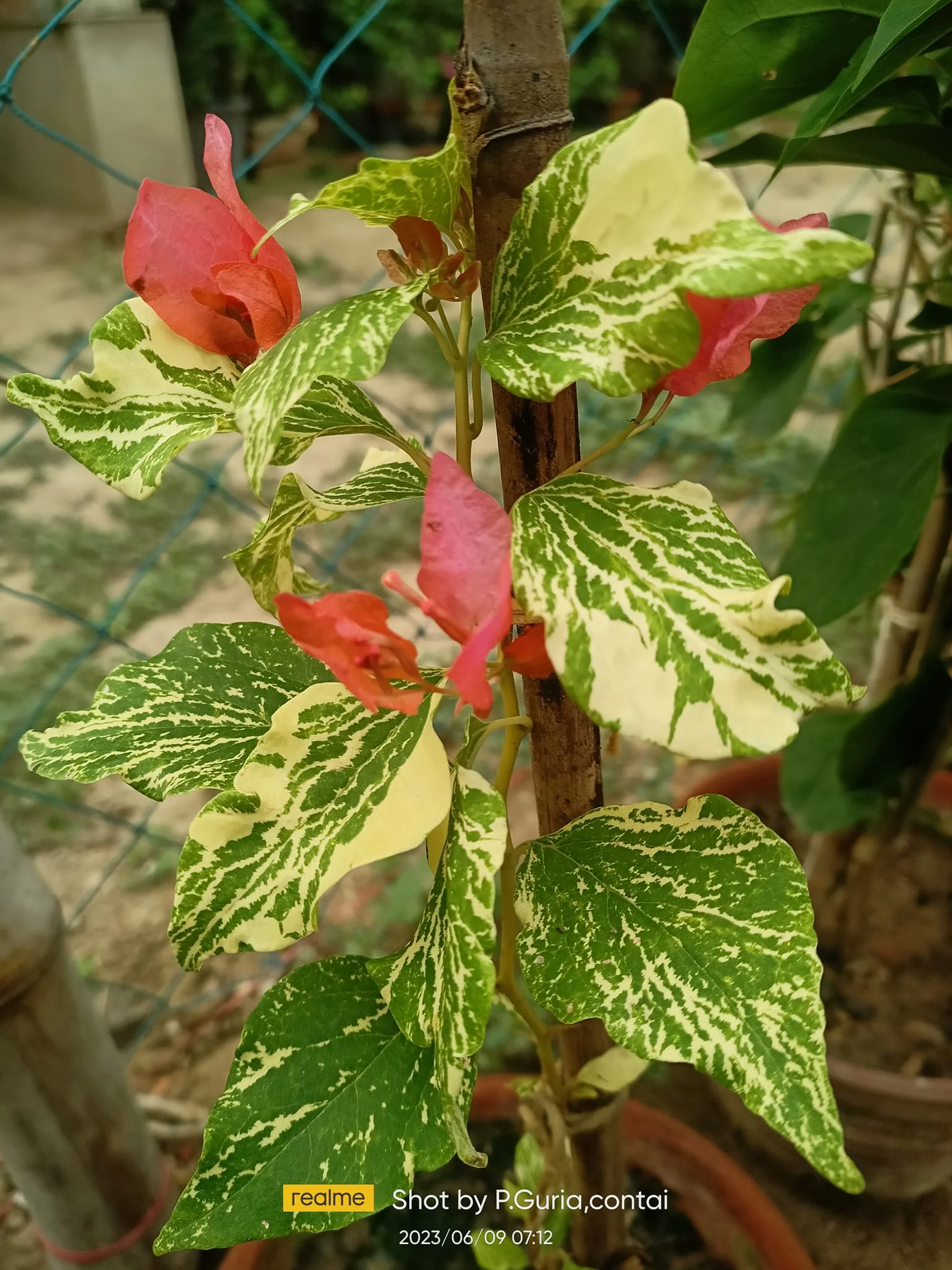 Close-up of Tiger Marble Orange Bougainvillea