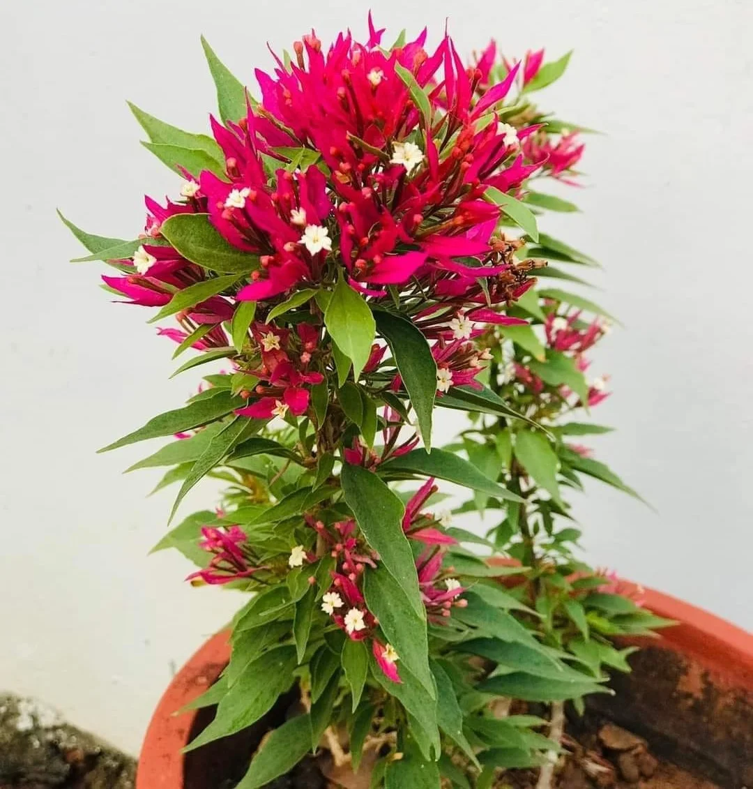 Close-up of Torch Butterfly Bougainvillea