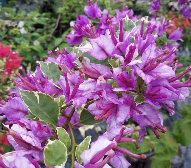 Close-up of Tri Color Verigated Bougainvillea