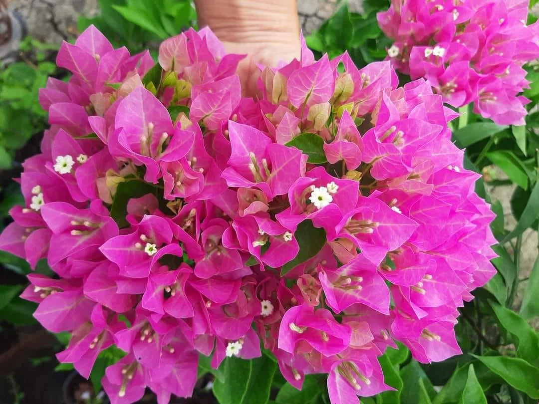 Close-up of Veera Pink Bougainvillea