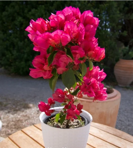 Close-up of Vera Lynn Bougainvillea