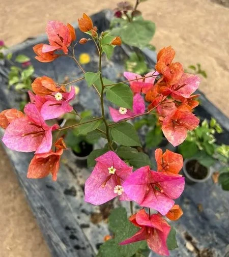 Close-up of Vietnam Mix Bougainvillea