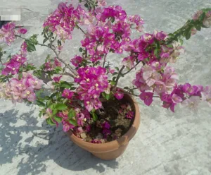 Close-up of Wajid Ali Shah Bougainvillea