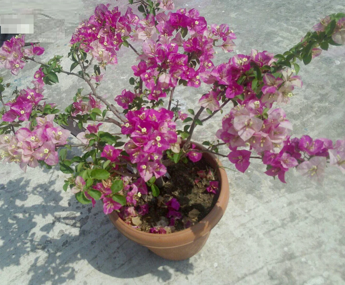 Close-up of Wajid Ali Shah Bougainvillea