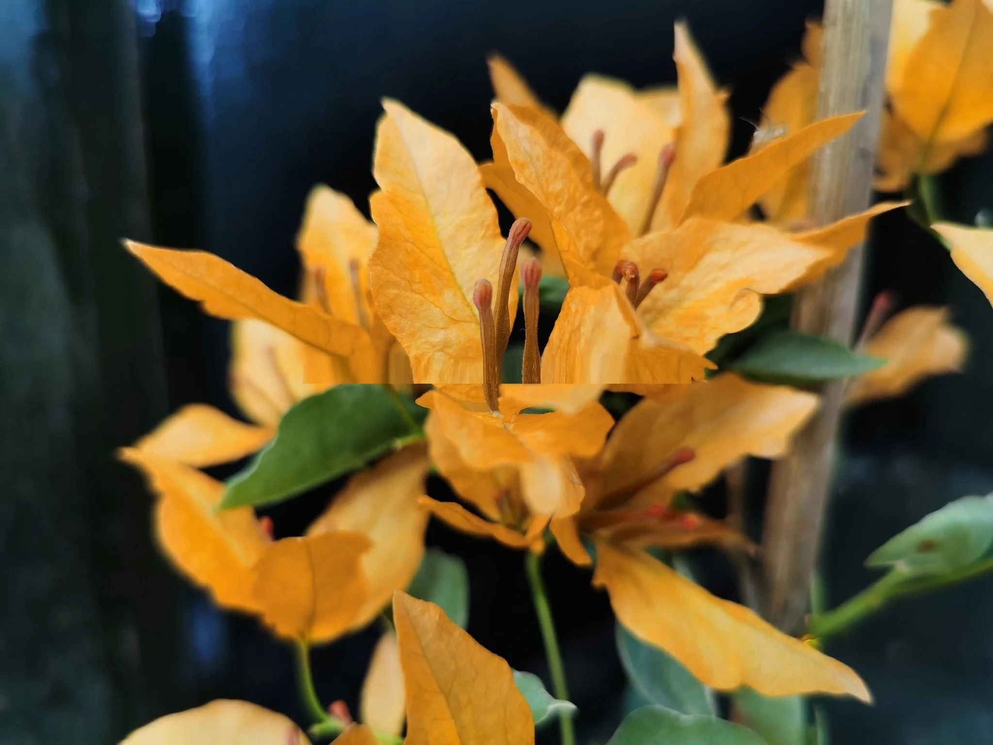 Close-up of Yellow Butterfly Bougainvillea