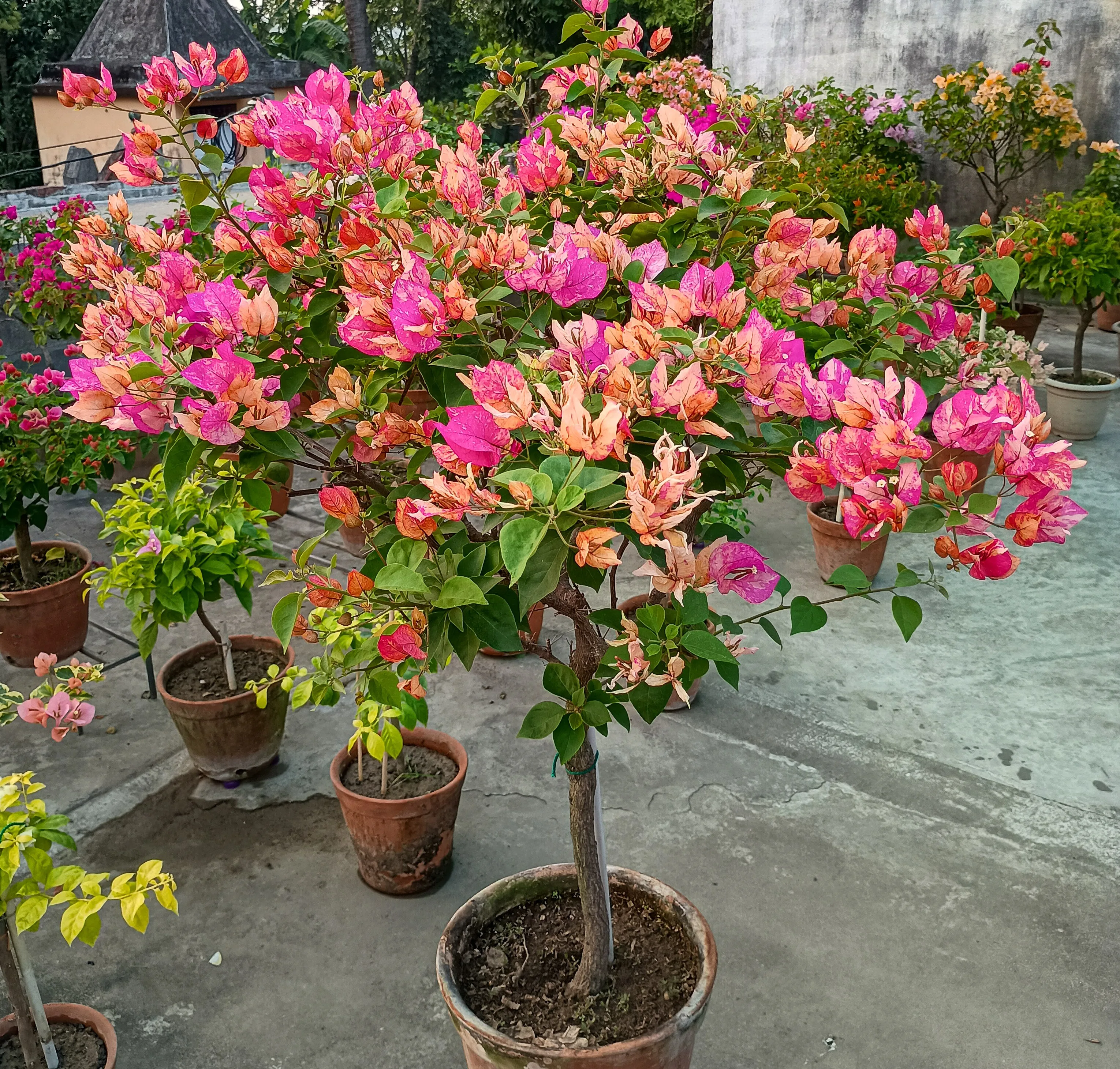 Arjuna Bougainvillea in full bloom with vivid multi-colored bracts