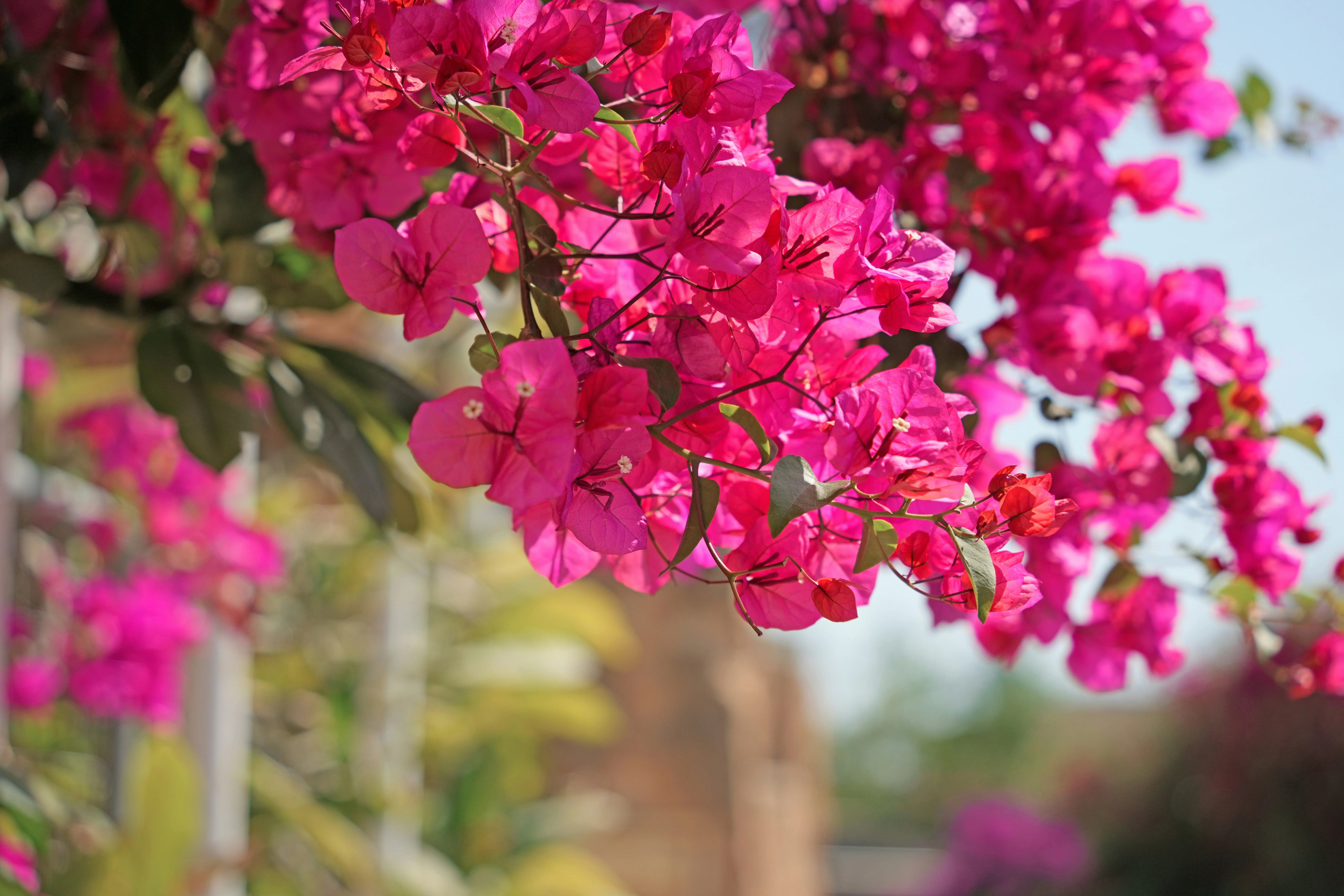 Bougainvillea canopy with fresh branching after careful seasonal pruning