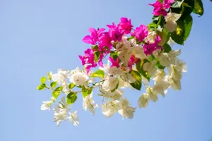 Ultimate Guide to Pruning Bougainvillea