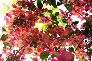 How to Propagate Bougainvillea From Cuttings featured article