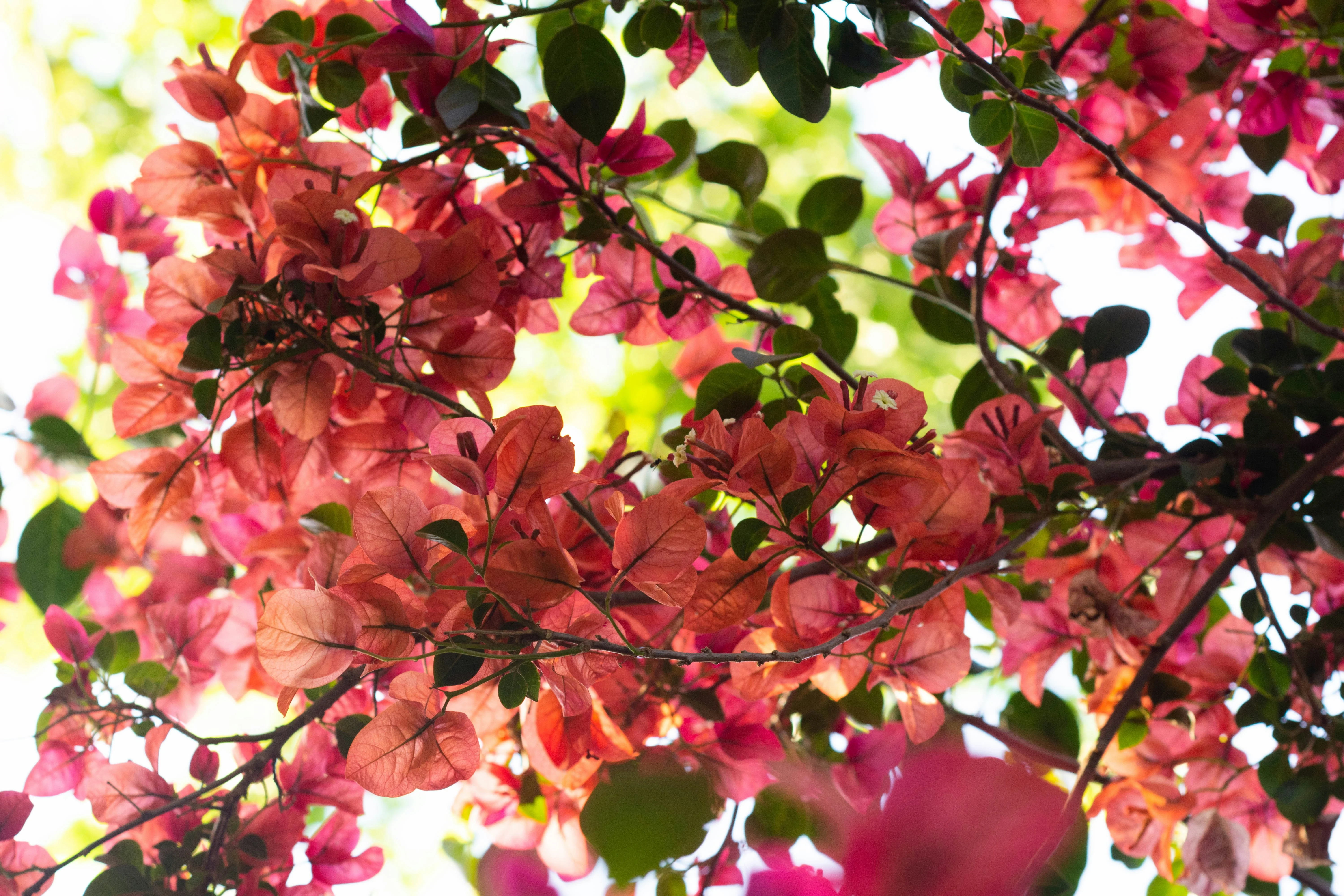 Young bougainvillea cuttings and new leaf growth in a warm nursery setup