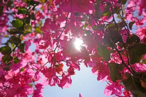 Common Bougainvillea Diseases and How to Respond Early featured article