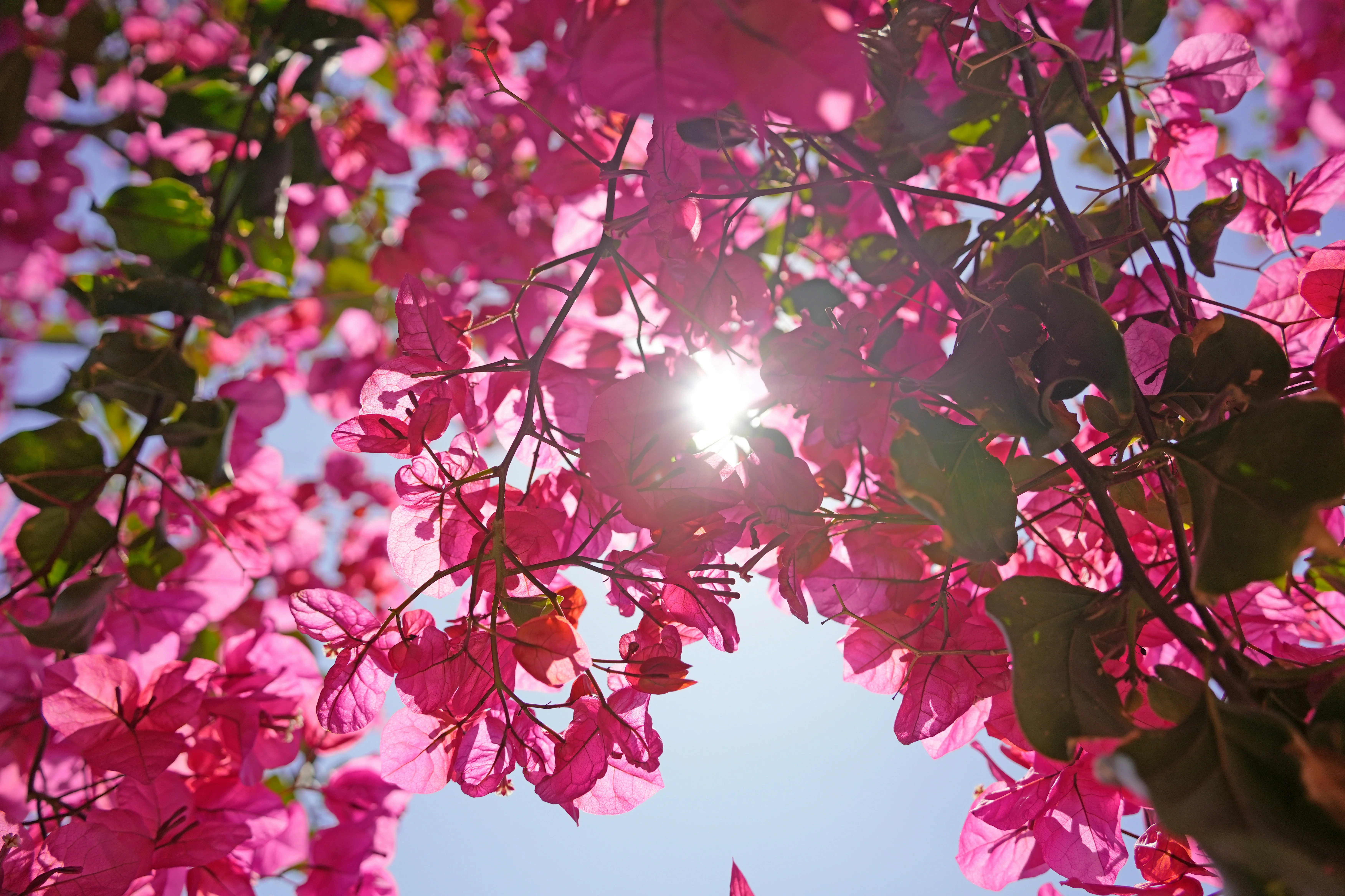 Close botanical view of bougainvillea foliage and bracts
