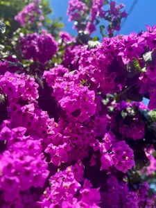 Bougainvillea Growing Guide: Sun, Soil, Pruning, and Climate featured article