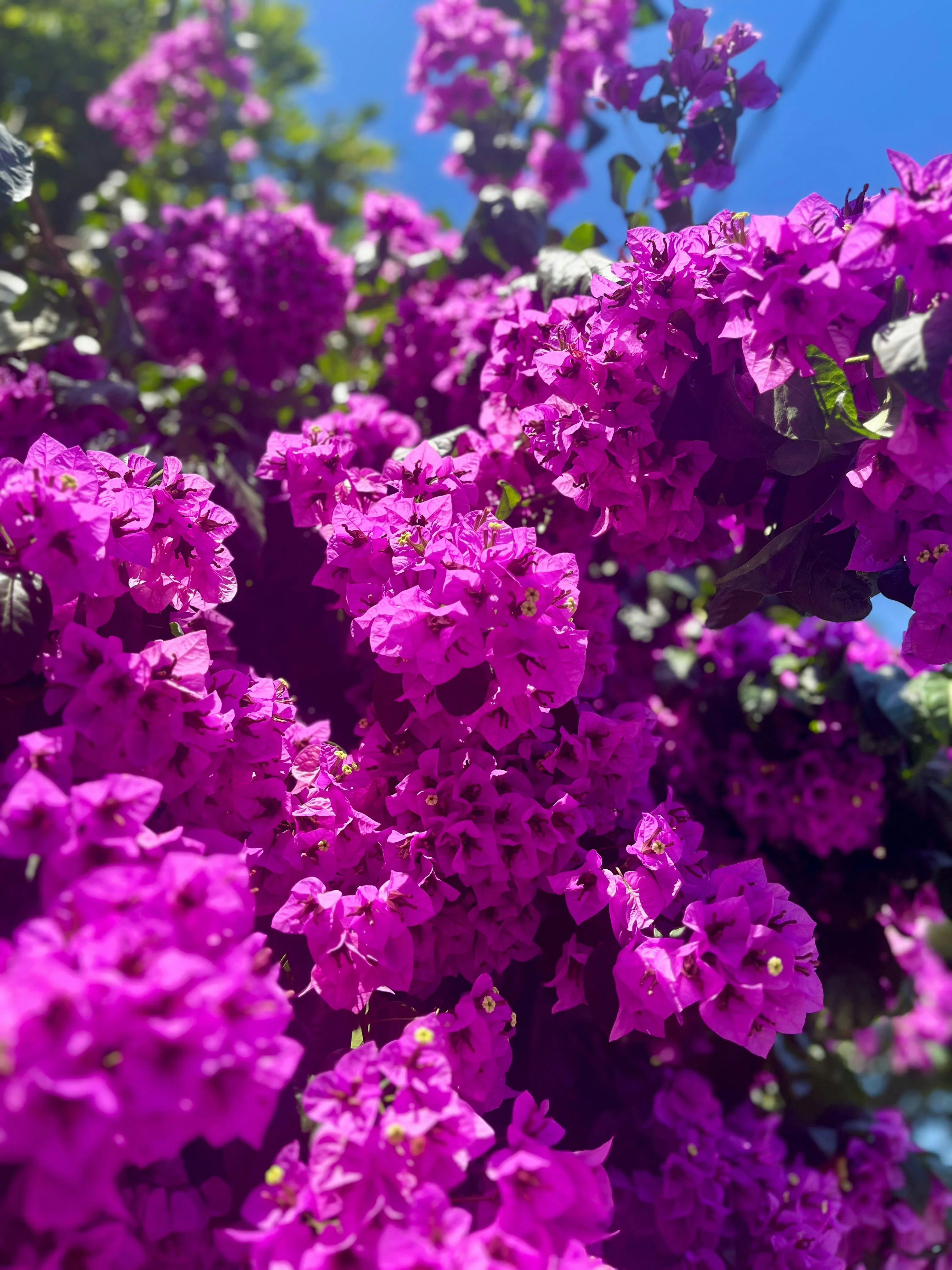 Bougainvillea cascading across sunlit architecture