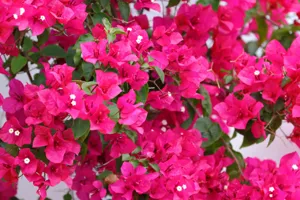 The Ultimate Guide to Growing Bougainvillea in Pots featured article