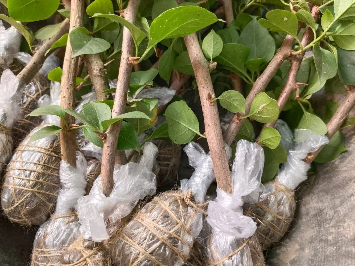 Rooted bougainvillea cutting in a small pot with new growth