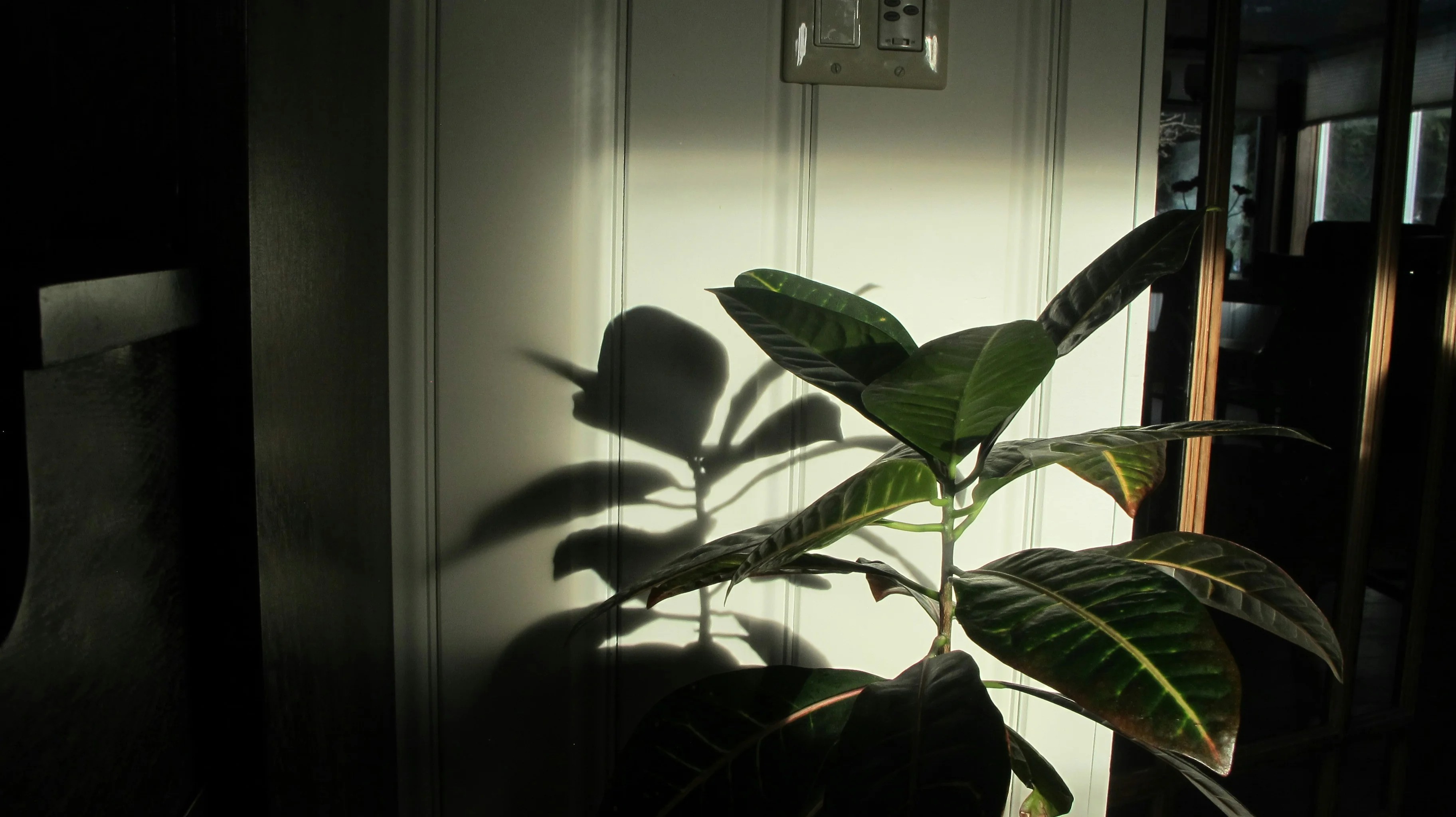Topic: Bright Indirect Light