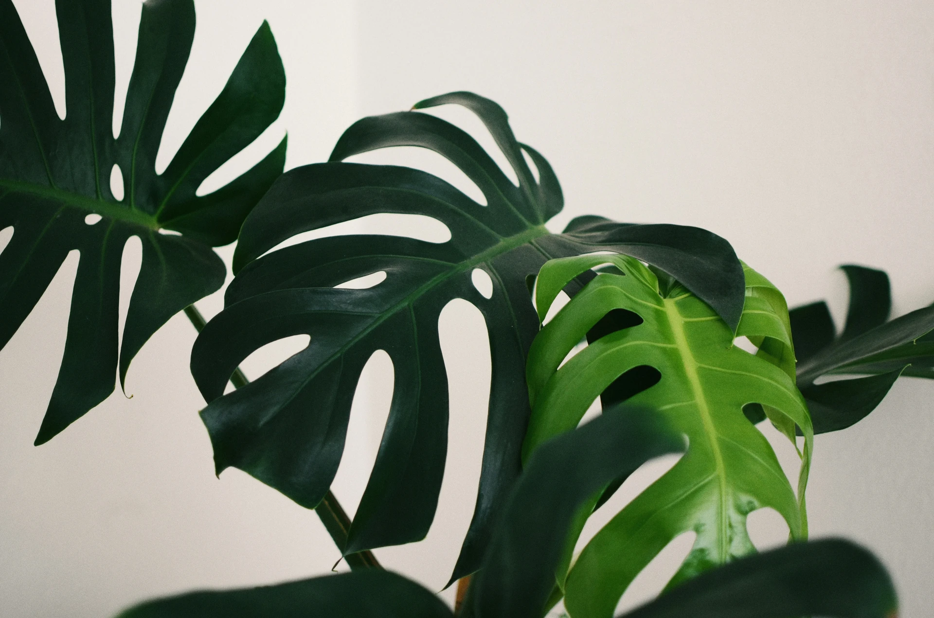 Topic: Curling Leaves
