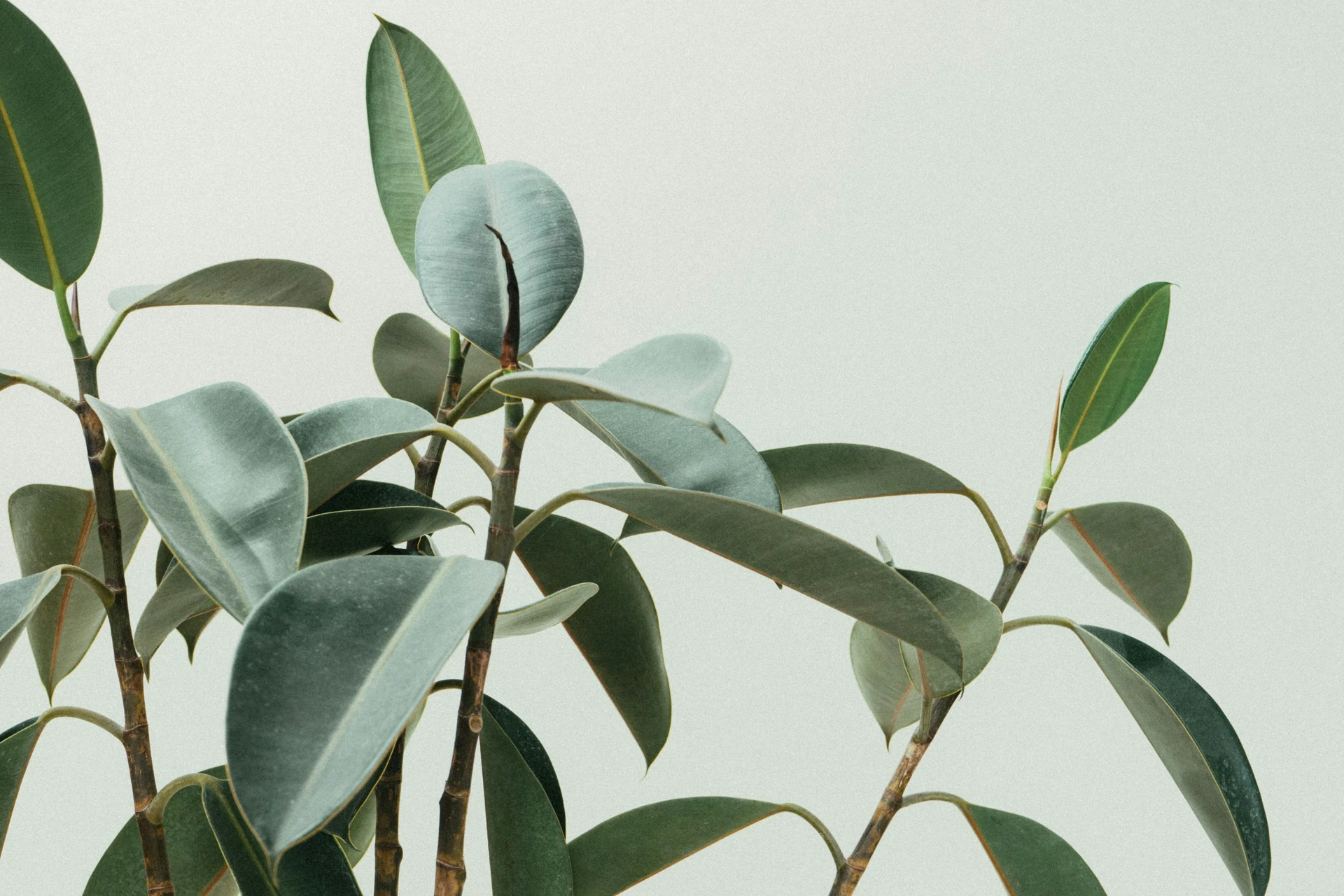 Topic: Drooping Leaves