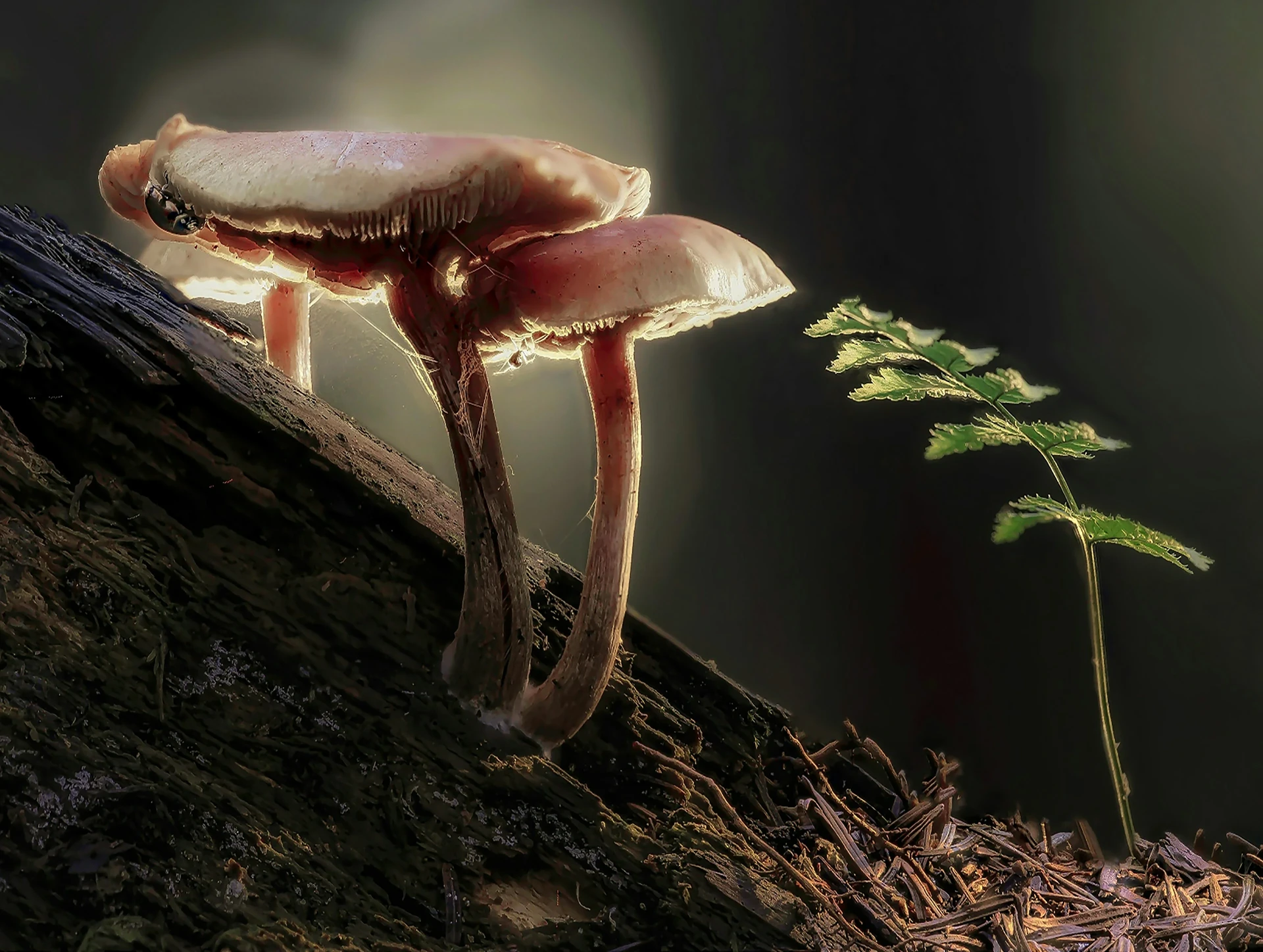 Topic: Fungus Gnats