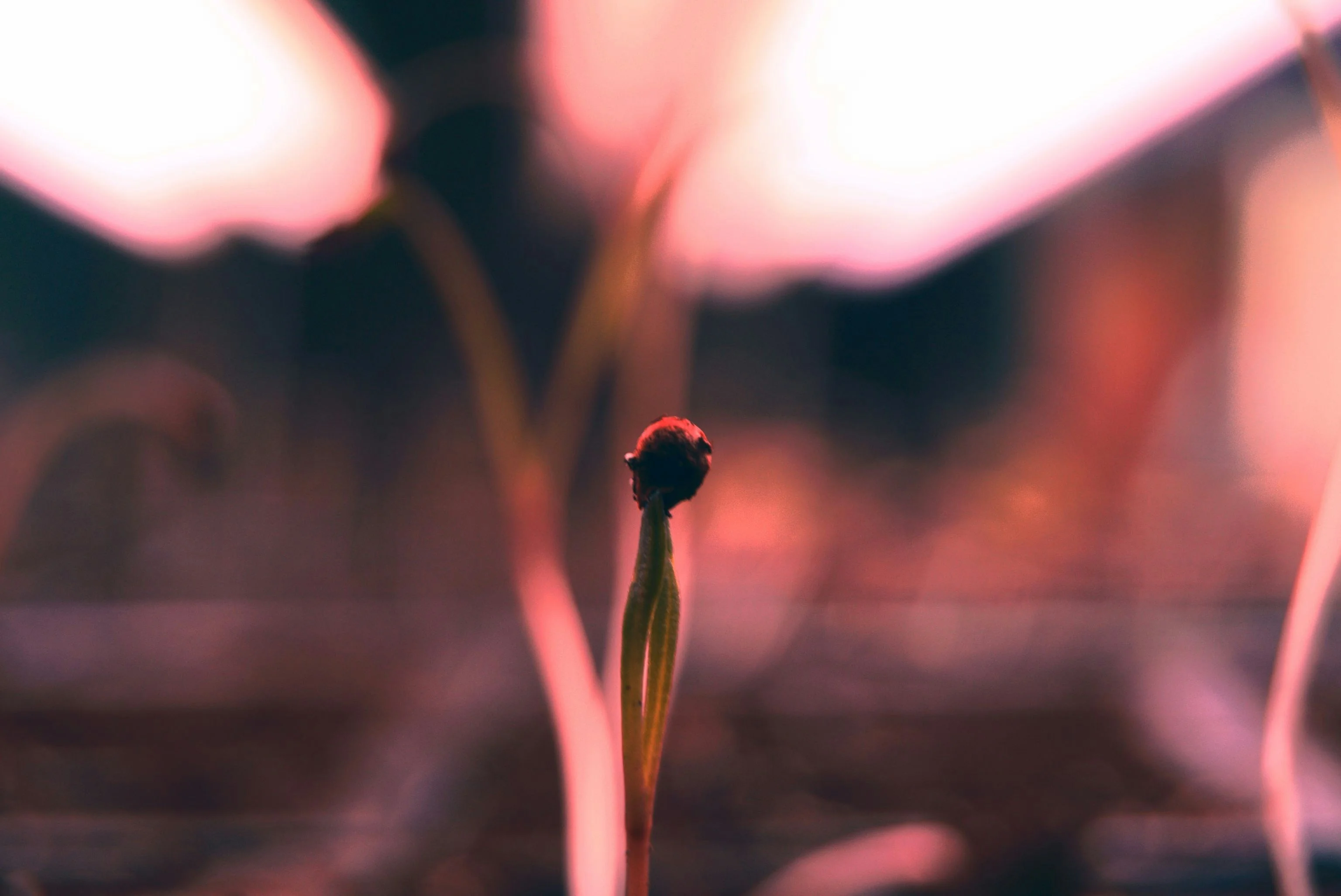 Topic: Grow Lights