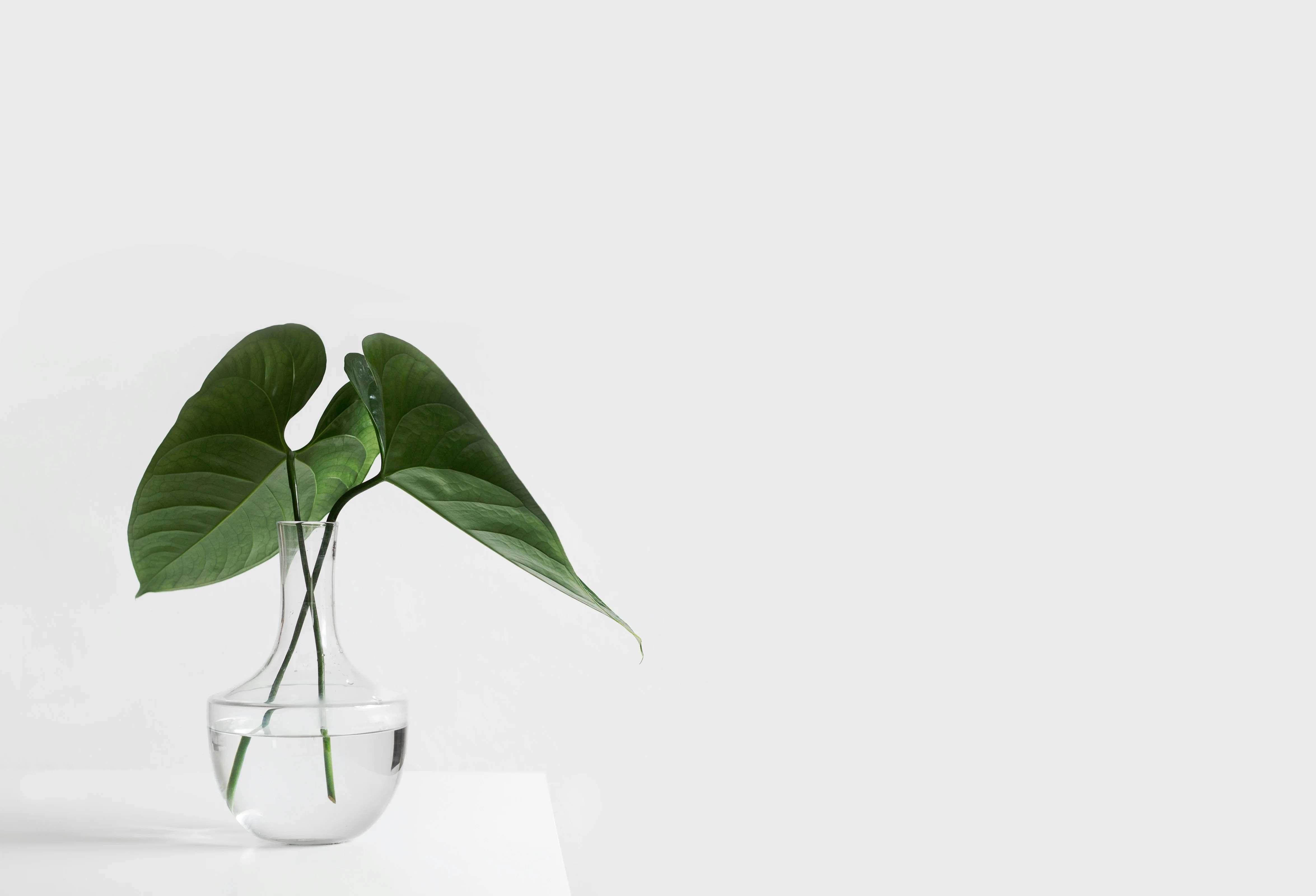 Topic: Leaf Propagation