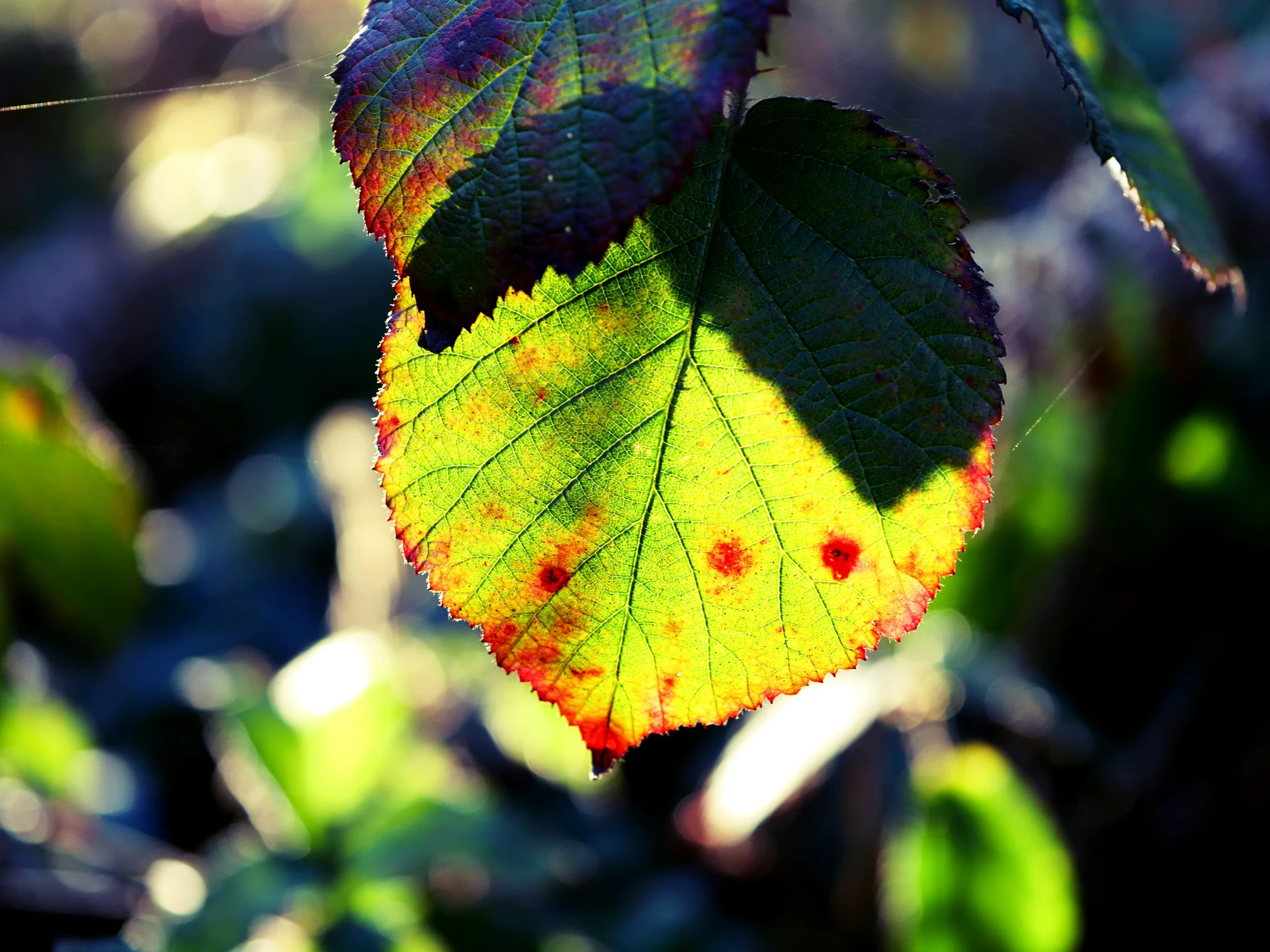 Topic: Leaf Spot