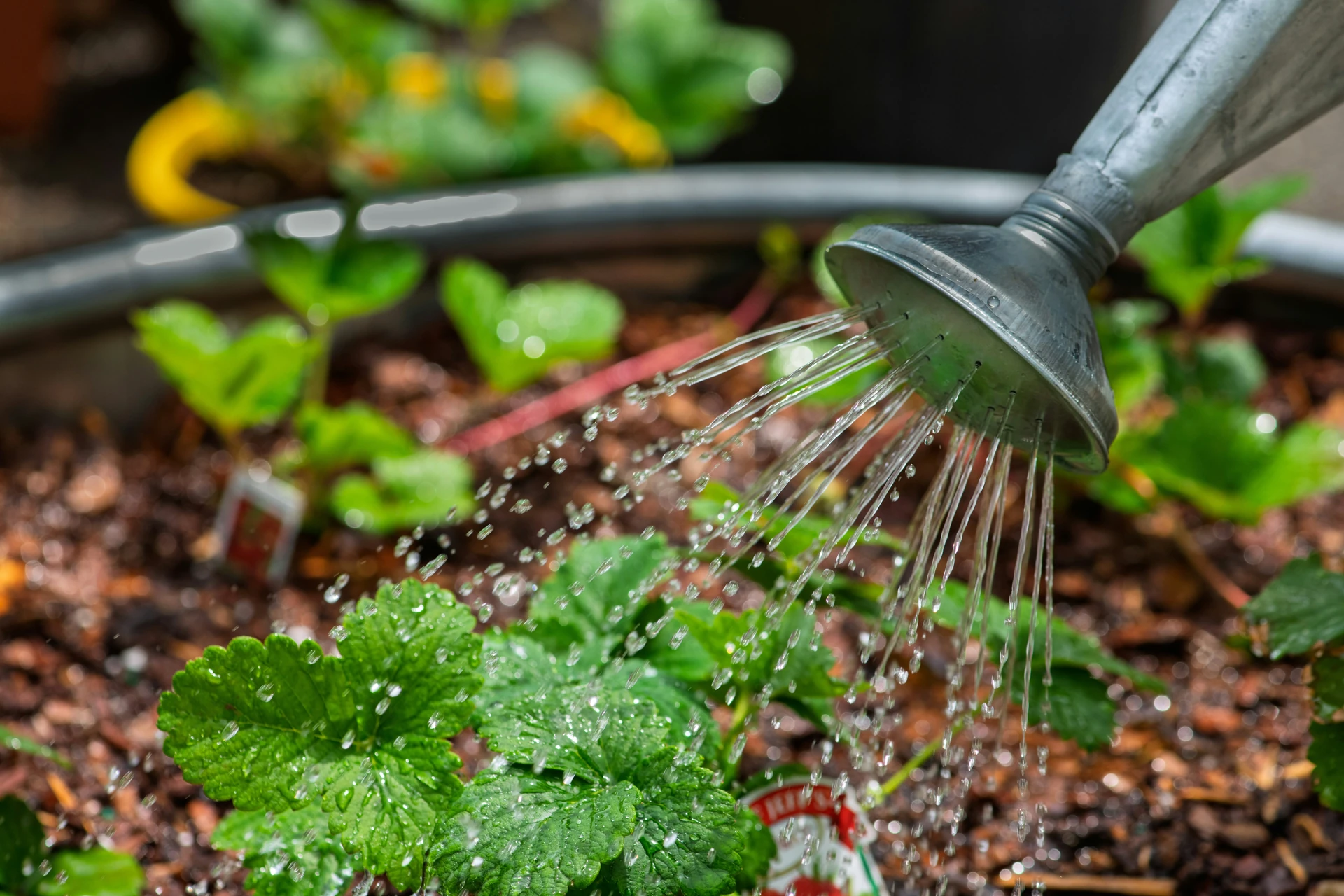 Topic: Overwatering