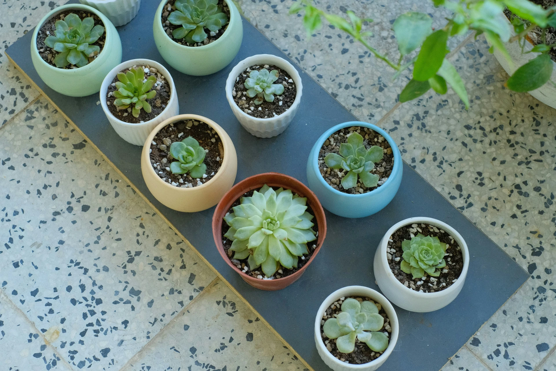Topic: Pebble Tray