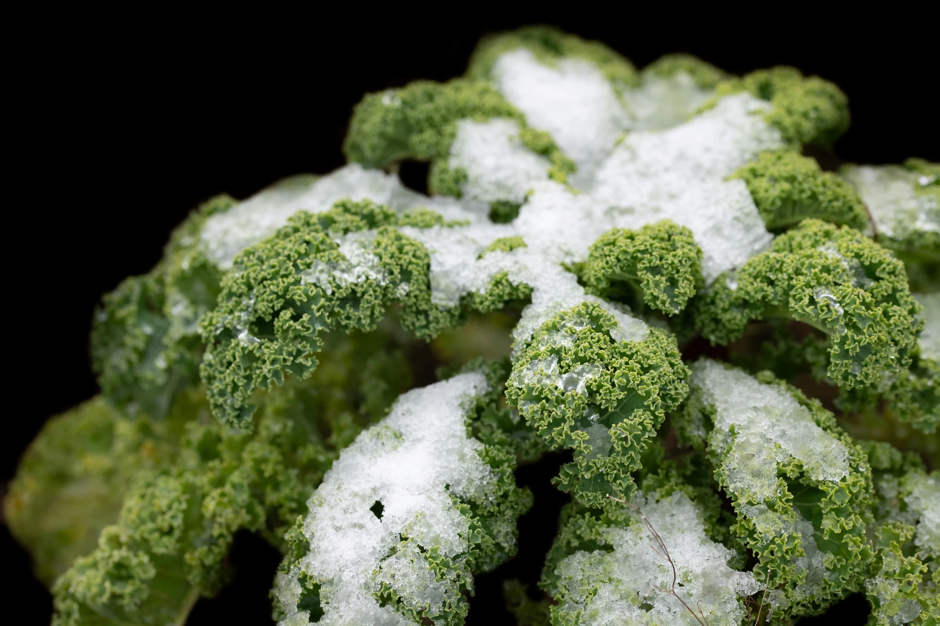 Topic: Powdery Mildew