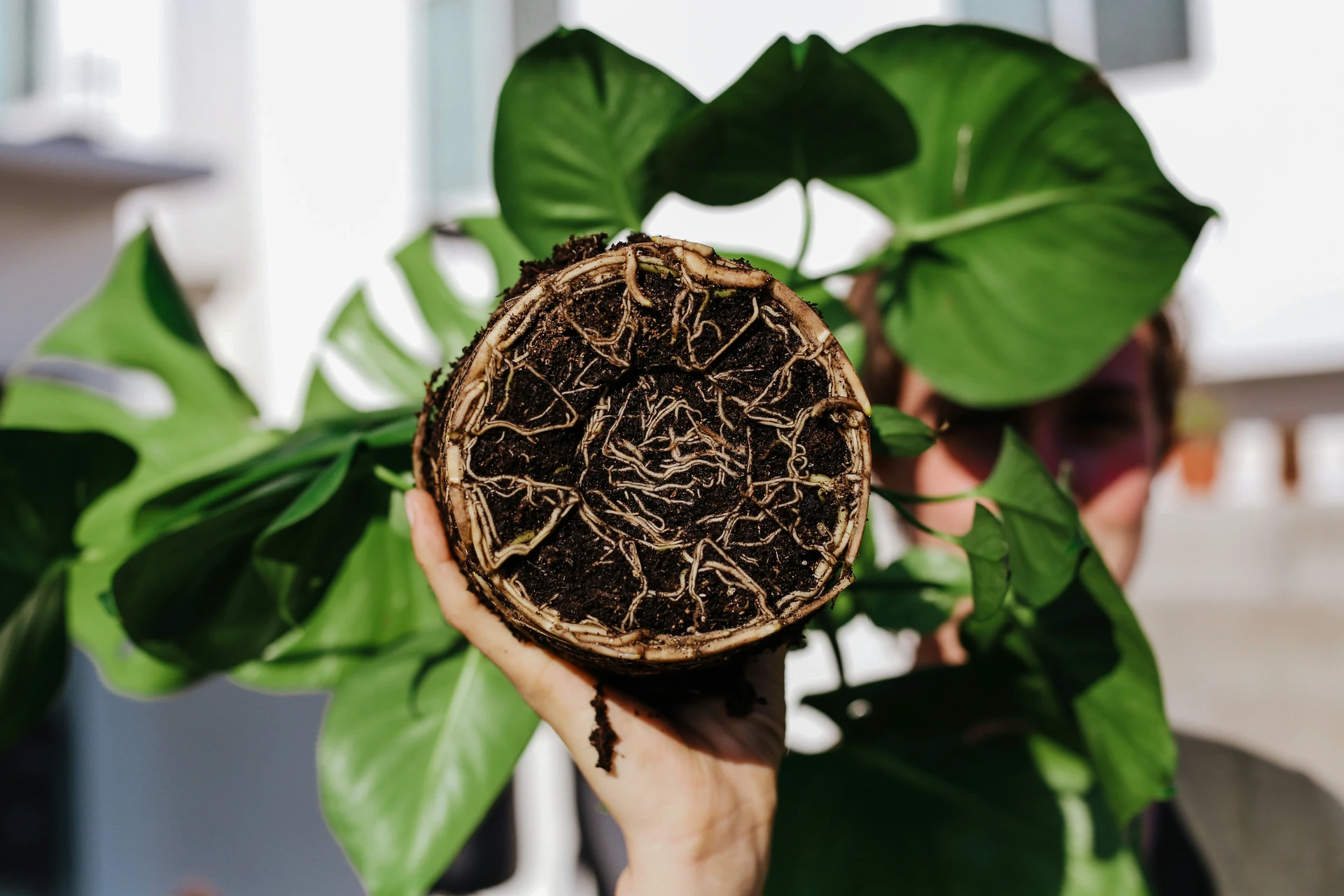 Topic: Root Rot