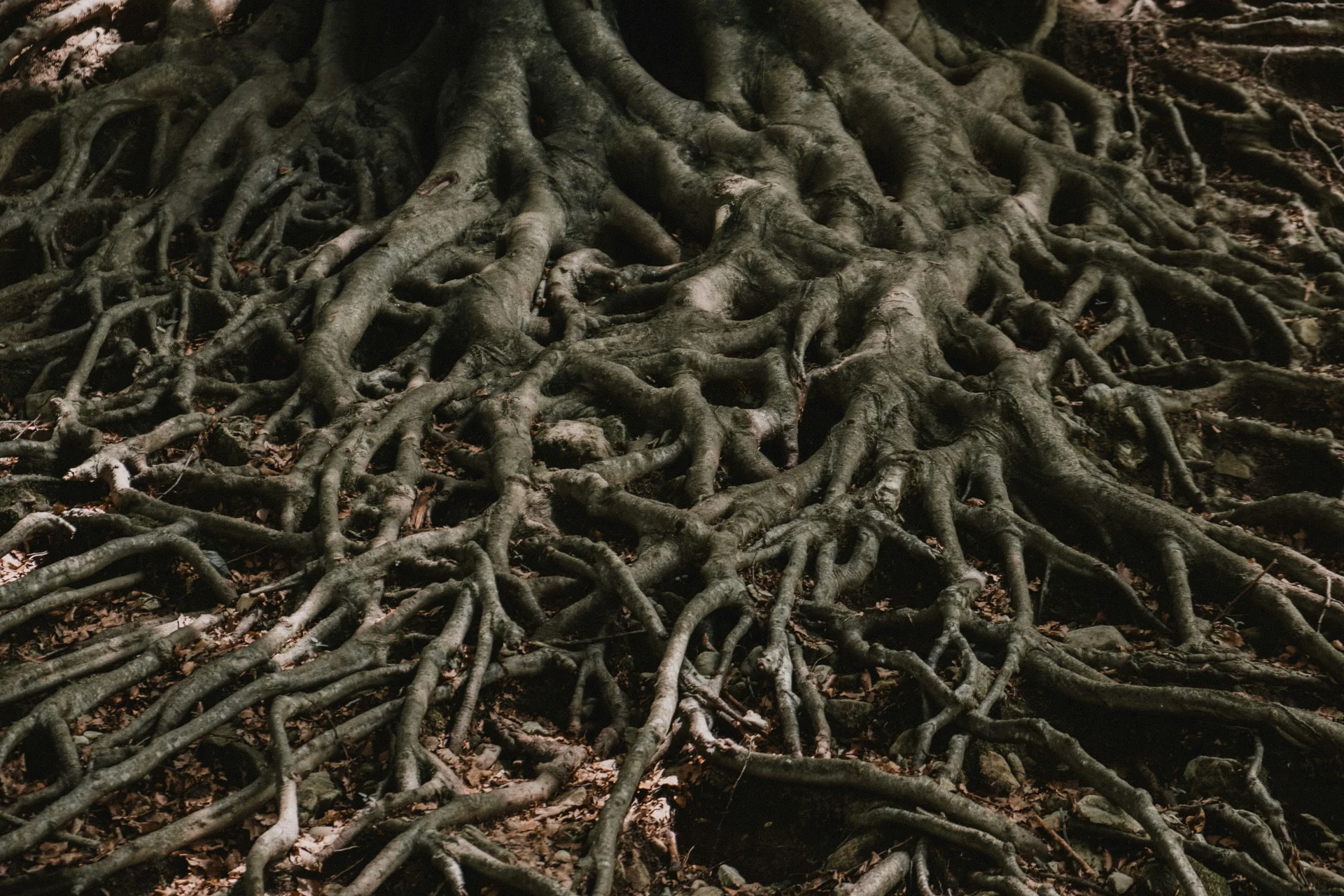 Topic: Rootbound