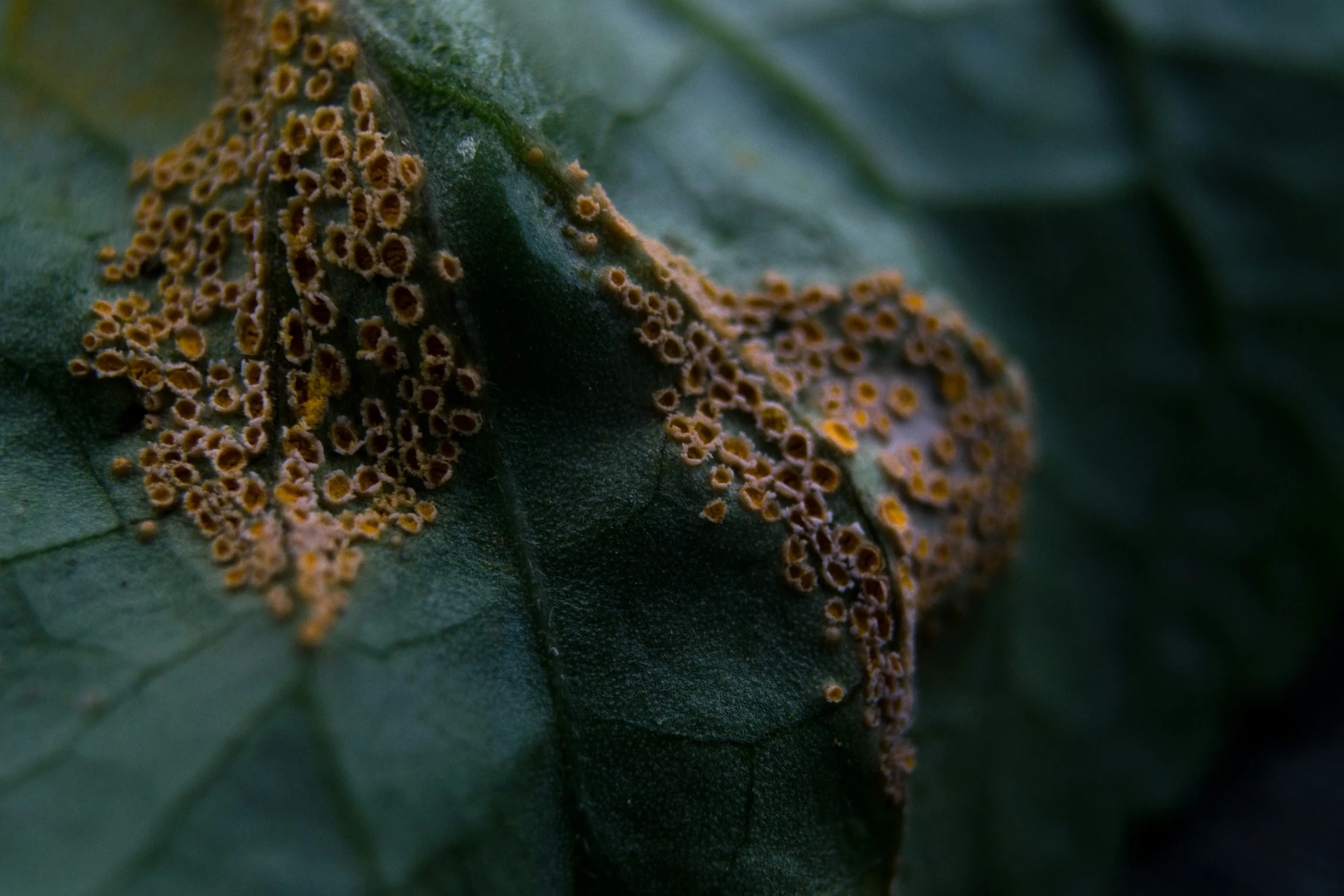 Topic: Scale Insects